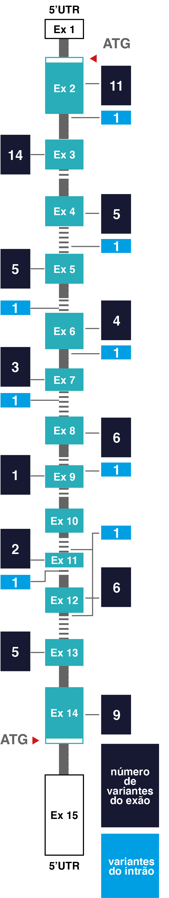 esquema