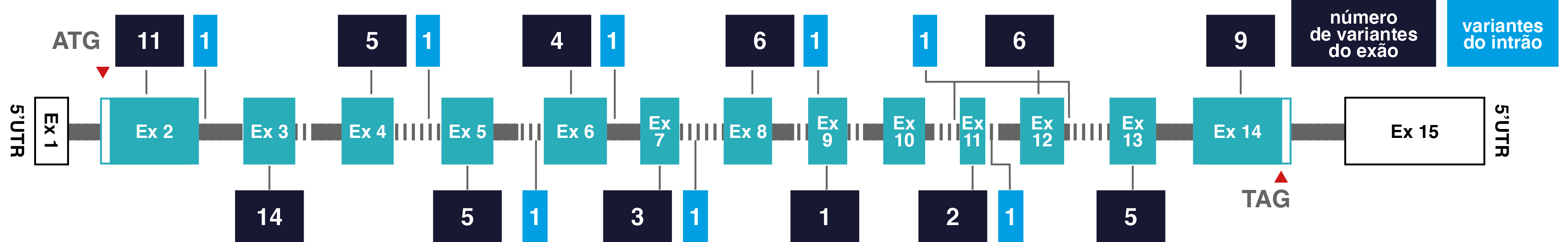 esquema